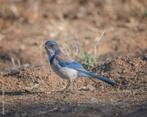 A California Scrub Jay (Aphelocoma californica) searches for food on the ground at Lake Cachuma in Santa Barbara county, CA. photo