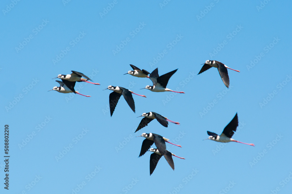 Obraz premium Black necked Stilt, Himantopus melanurus, La Pampa Argentina