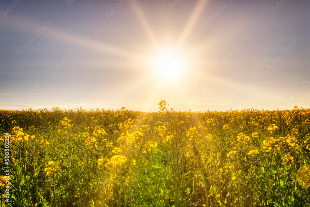 Obraz premium Rapsfeld