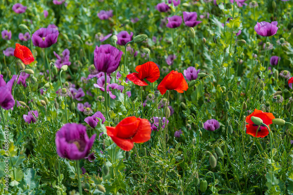 Fototapeta premium Poppies, vlčí máky, obilí, corn, pole, field, nature