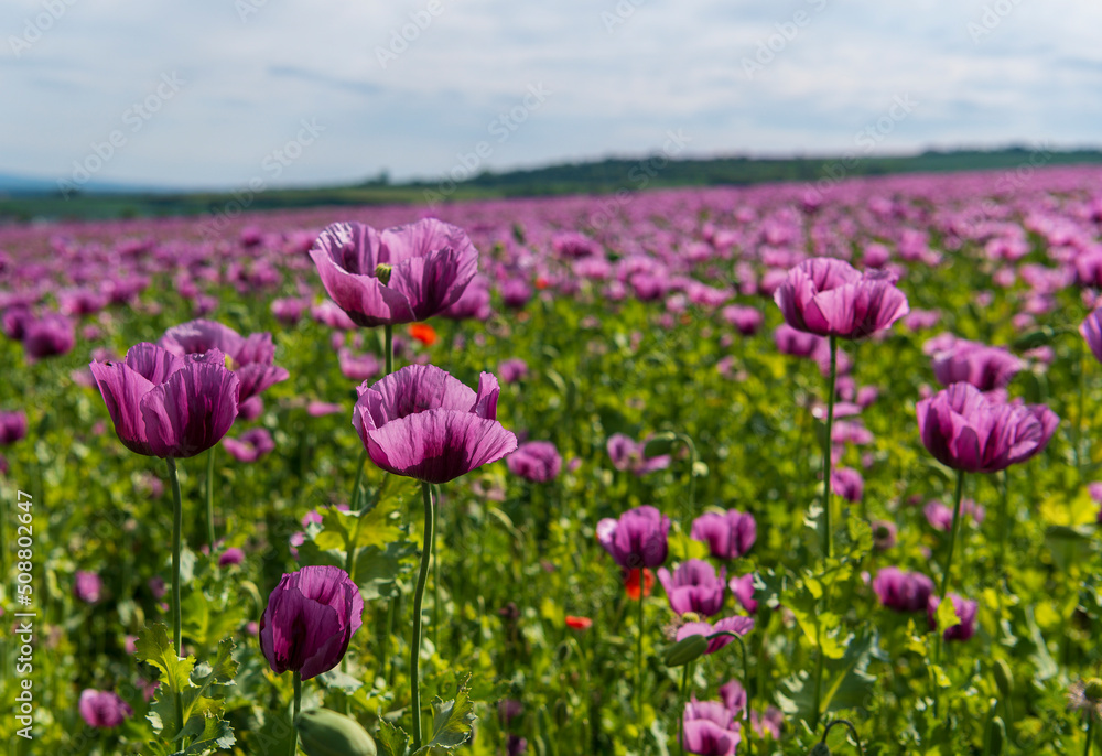 Poppies, vlčí máky, obilí, corn, pole, field, nature Poppies, vlčí máky, obilí, corn, pole, field, nature