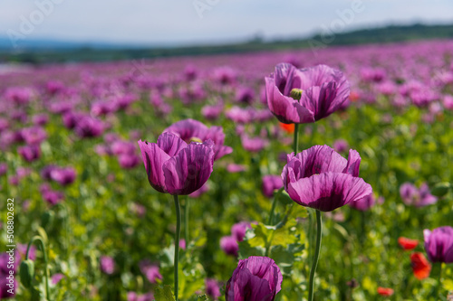 Poppies, vlčí máky, obilí, corn, pole, field, nature © Petr