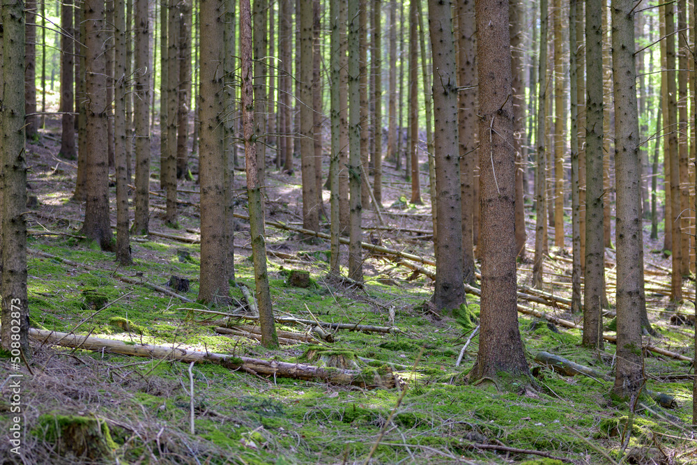 Obraz premium Trees in the forest without needles