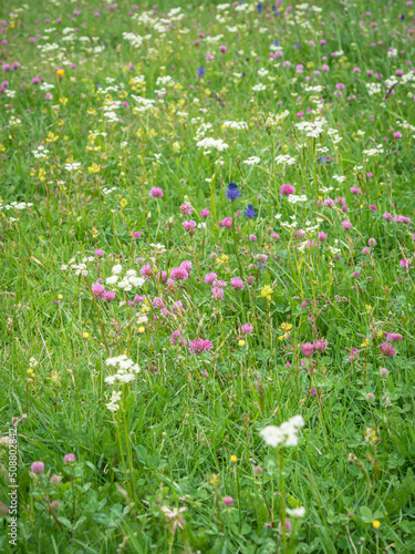 Meadow flower from the French Vosges