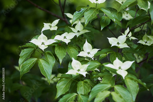Flowering Chinese dogwood plant in spring (Cornus kousa). Common names include kousa dogwood, Chinese, Korean and Japanese dogwood. 