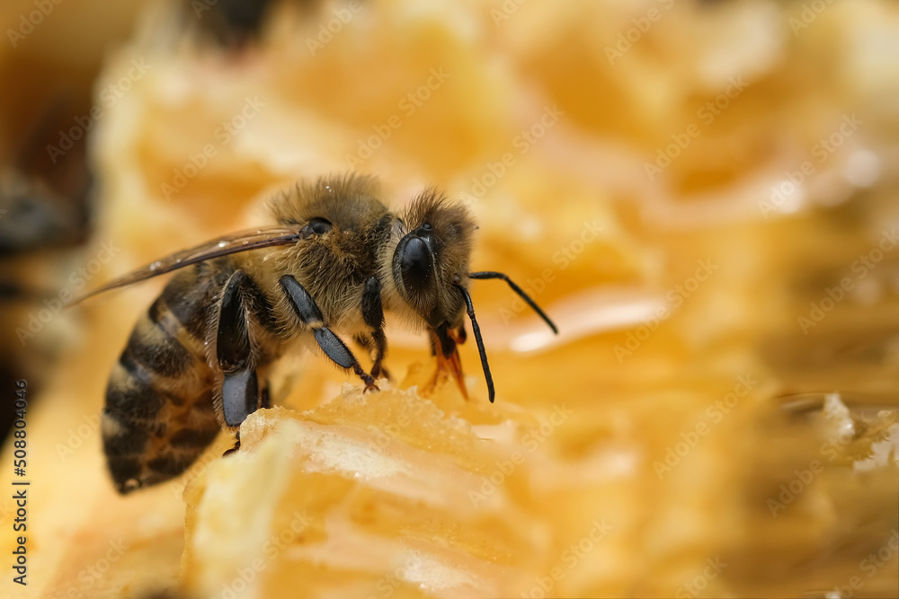 Macro photo of working bees on honeycombs. Beekeeping and honey production image. Macro photo of working bees on honeycombs. Beekeeping and honey production image.