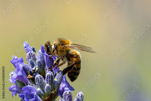 abeille butinant photo