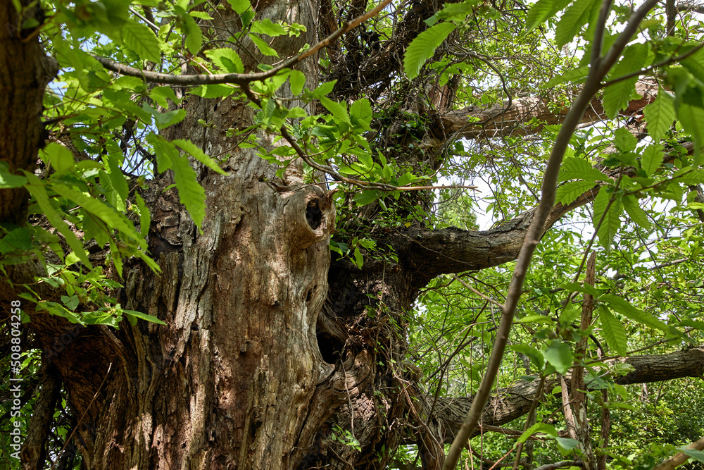 Fototapeta premium nice park in the Montenegro