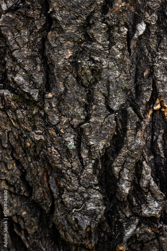 bark of a tree