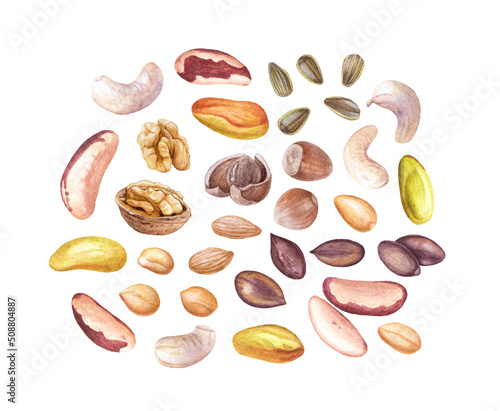 Watercolor set of nuts and seeds isolated on white background. Walnut, cashew, hazelnut, peanut, pistachios etc.