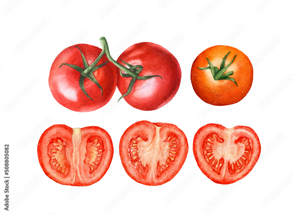 Watercolor fresh ripe tomatoes, tomato halves isolated on white background. Watercolor fresh ripe tomatoes, tomato halves isolated on white background.