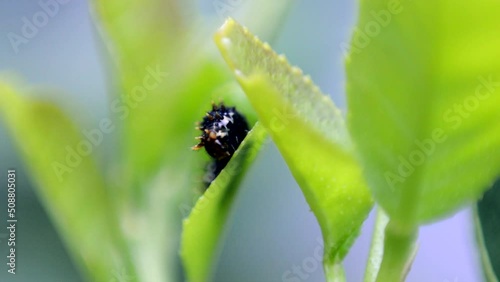 caterpillars are eating lime leaves in the garden. 