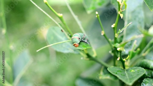 caterpillars are eating lime leaves in the garden. 