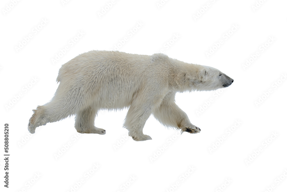 Fototapeta premium Polar bear isolated on white background. Save Polar bears.