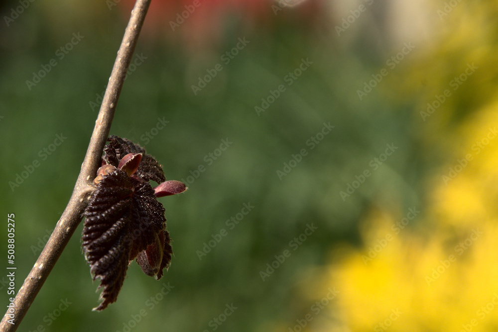 Obraz premium The new, spring leaf of red hazel