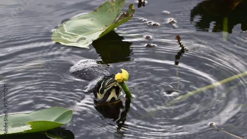 Florida red-bellied cooter or Florida redbelly turtle (Pseudemys nelsoni)eating from a yellow pond-lily (Nuphar variegata) bud , Everglades, Florida.