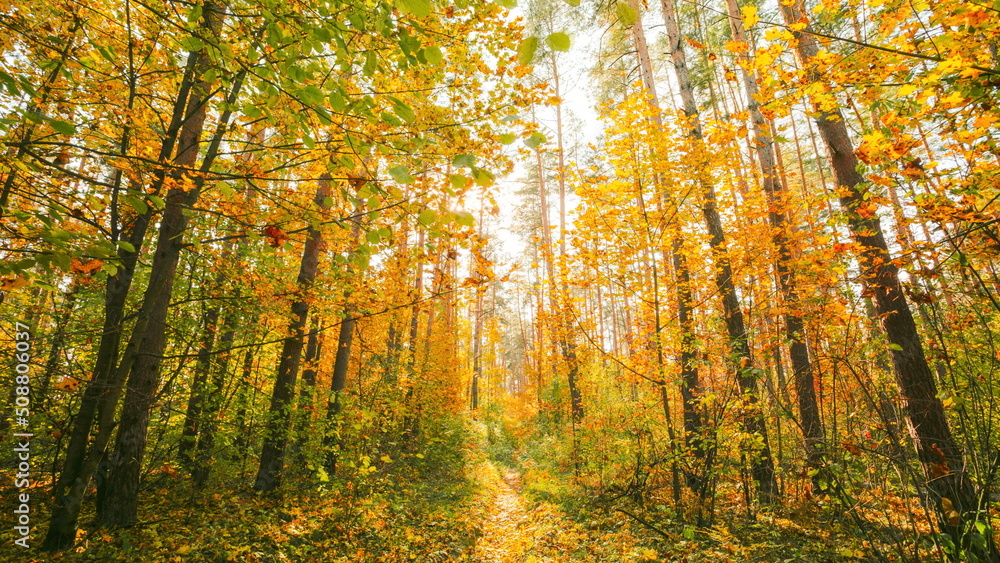 Obraz premium 4K Change Season From Green Summer To Yellow Colors of Autumn Forest Landscape. Sunset Time lapse Beautiful Sun Sunshine In Autumn Woods. Sunlight Shine Through Foliage In Trees Woods. Fall sunset