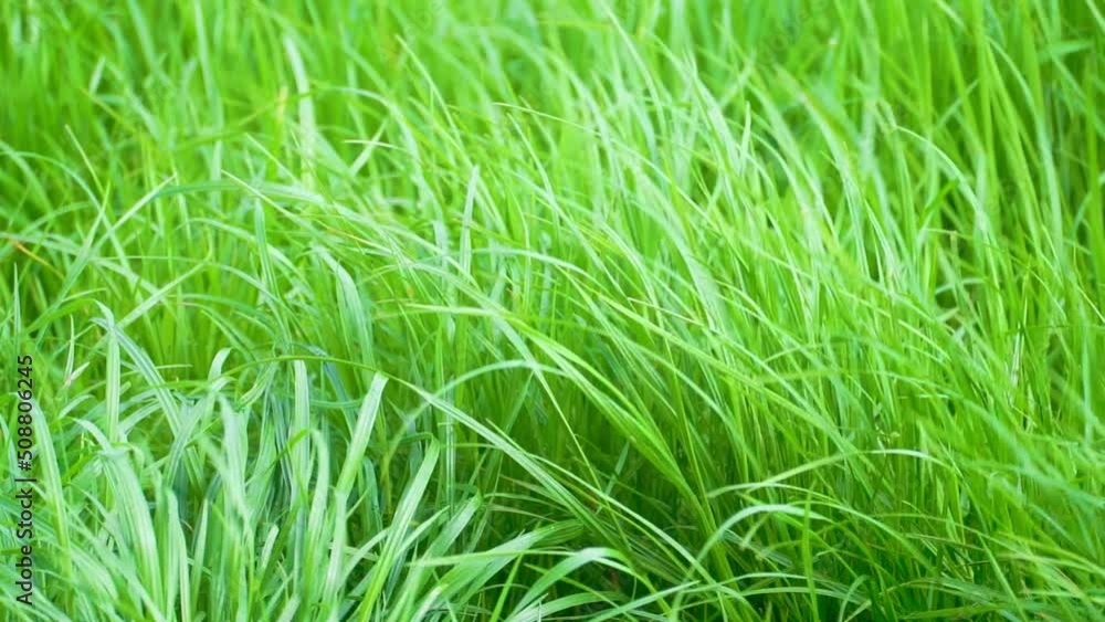 Green grass close-up. Grass swaying in the wind in slow motion. Green grass close-up. Grass swaying in the wind in slow motion.
