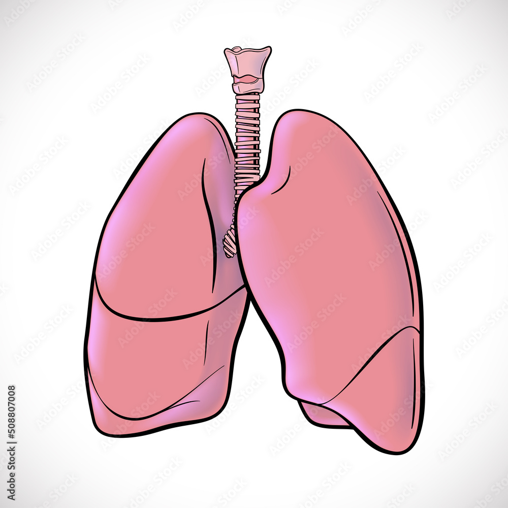 An illustration of both human lungs highlighted in black lines for easy viewing. use in medicine and education