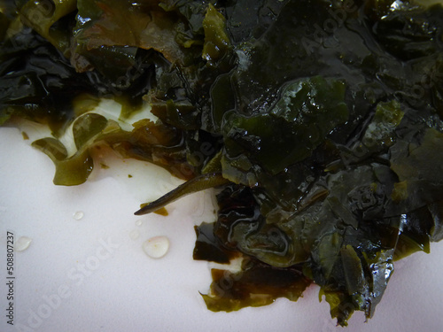 Fresh seaweed wet green textured 