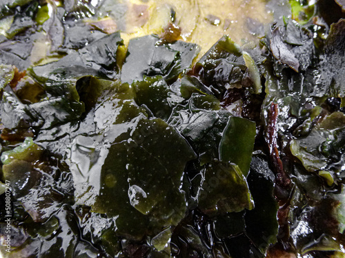 Fresh seaweed wet green textured 