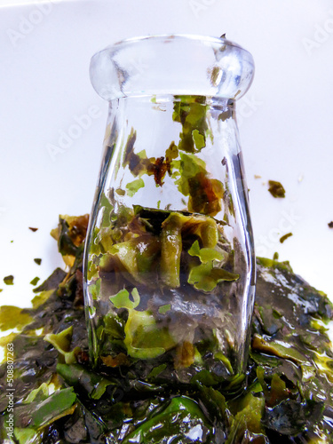 Fresh seaweed wet green textured 