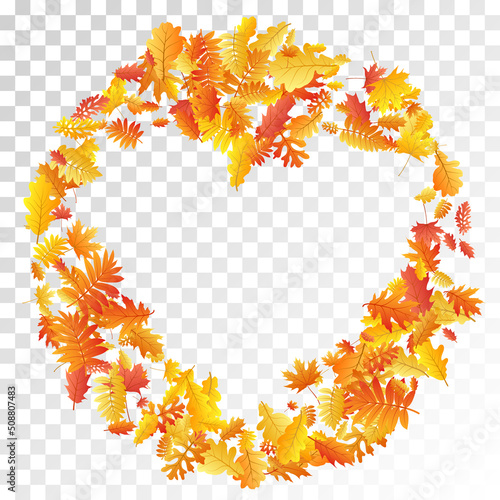 Oak, maple, wild ash rowan leaves vector, autumn foliage on transparent background.
