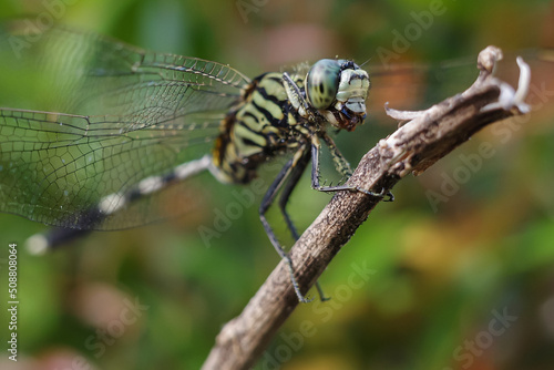 dragonfly on a leaf