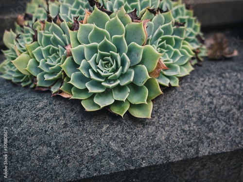 Close up of a succulent