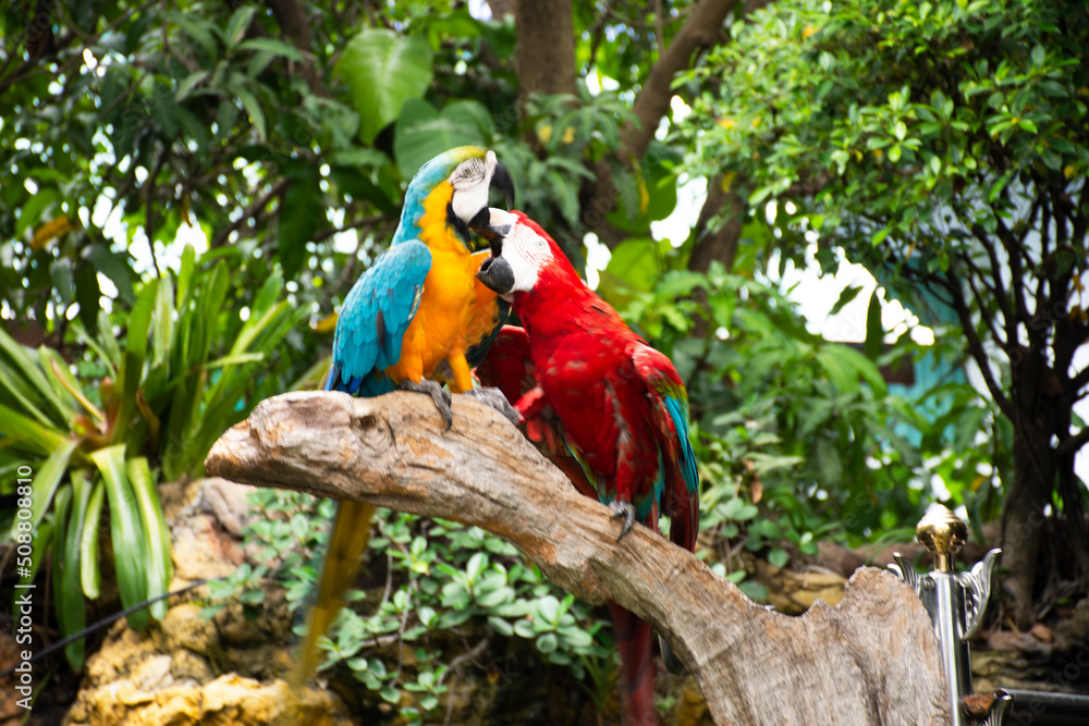 Macaws birds or neotropical parrots or New World parrot playing rest relax on branch wood in gardening garden park of coffee shop for thai people travelers travel visit in Suphan Buri, Thailand