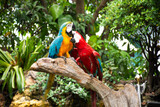 Macaws birds or neotropical parrots or New World parrot playing rest relax on branch wood in gardening garden park of coffee shop for thai people travelers travel visit in Suphan Buri, Thailand