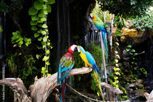 Macaws birds or neotropical parrots or New World parrot playing rest relax on branch wood in gardening garden park of coffee shop for thai people travelers travel visit in Suphan Buri, Thailand photo