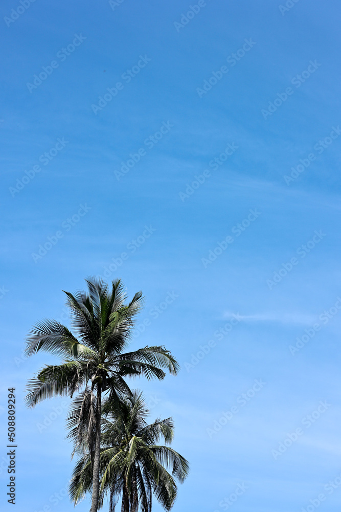 Coconut palm trees with blue sky for nature background. Coconut palm trees with blue sky for nature background.
