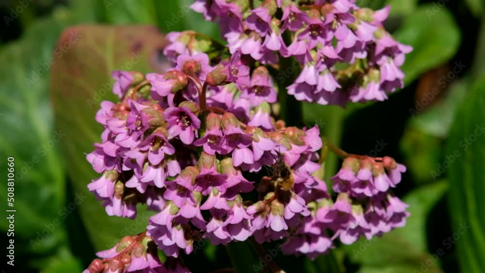 A butterfly sits on a Bergenia flower on a sunny spring day. A butterfly sits on a Bergenia flower on a sunny spring day.