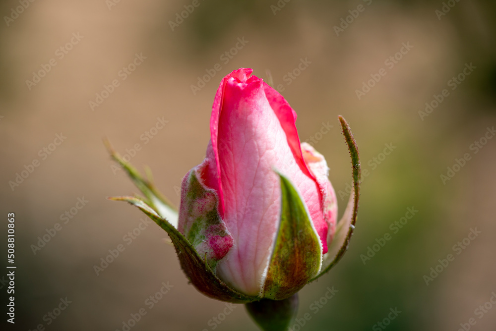 Unopened rosebud of a growing rose Unopened rosebud of a growing rose