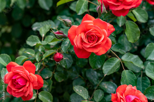 Red rose as a natural and holidays background