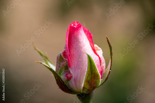 Unopened rosebud of a growing rose photo
