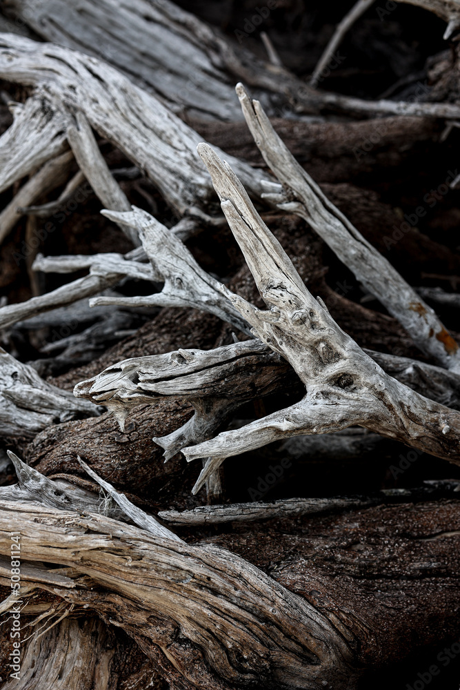 Abstract close up dry tree branch for background. Abstract close up dry tree branch for background.