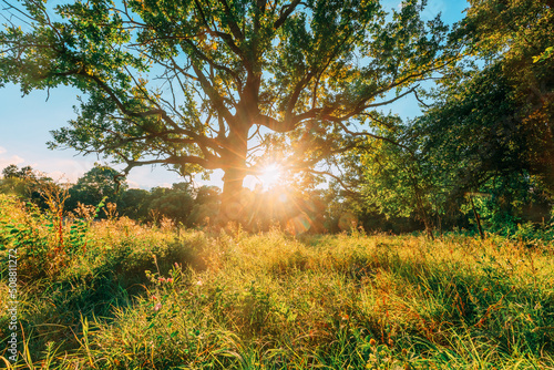 Low angle view Sunlight sunshine sun and grass Old wood oak tree in Summer sunny day. Sunlight Sunshine Through Oak Forest Tree. Sunny Nature Wood Sunlight. green greenery lush branches, green life © Grigory Bruev