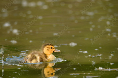 duck in the water © Sue.B Photographie