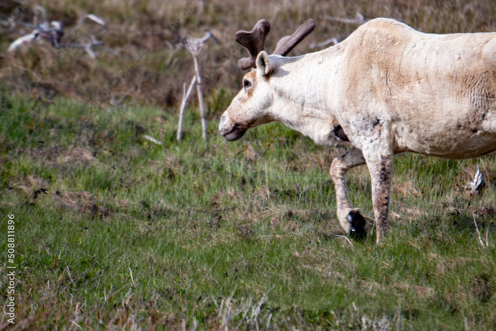 Obraz premium A reindeer in Newfoundlands national park, Gros Morne