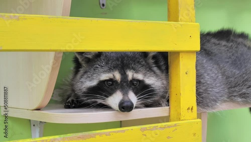 Close-up portrait of an american raccoon in contact zoo. Young curious racoon laying on shelf and sniffing around for food. Funny adorable animal. photo