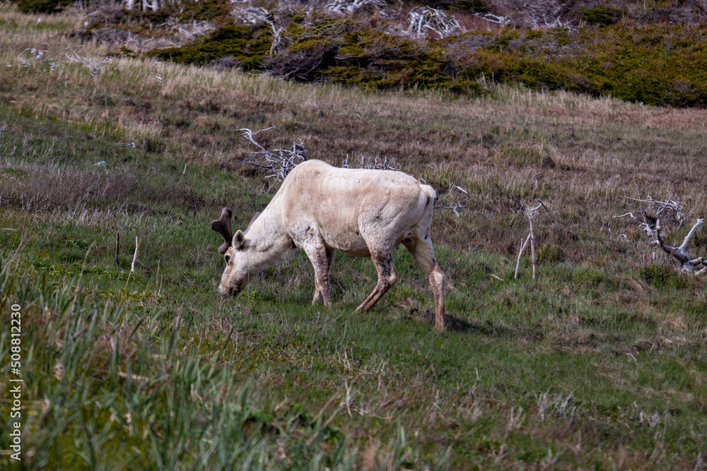 Fototapeta premium A reindeer in Newfoundlands national park, Gros Morne