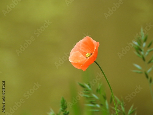 Fototapeta Naklejka Na Ścianę i Meble -  red poppy flower on a blurry background