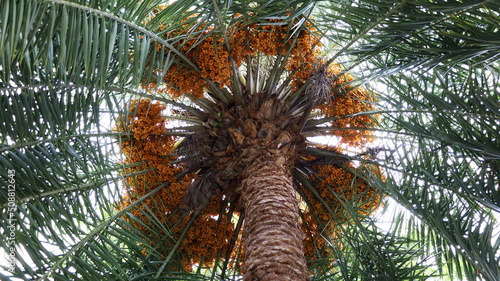 Date palm fruit bunches on the tree. A bunch of orange dates growing around on a palm tree with green leaves in the bottom view on a sunny white sky background. Selective focus