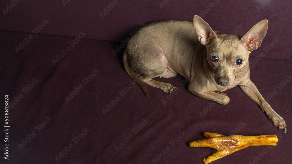 Russian toy terrier lies on a pillow with raw chicken leg. Natural delicacy dog food. The concept of hunger and theft of food.