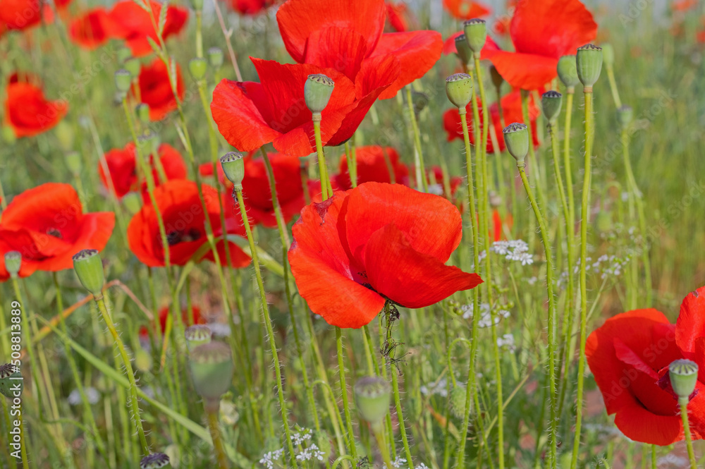 Obraz premium field with red poppies