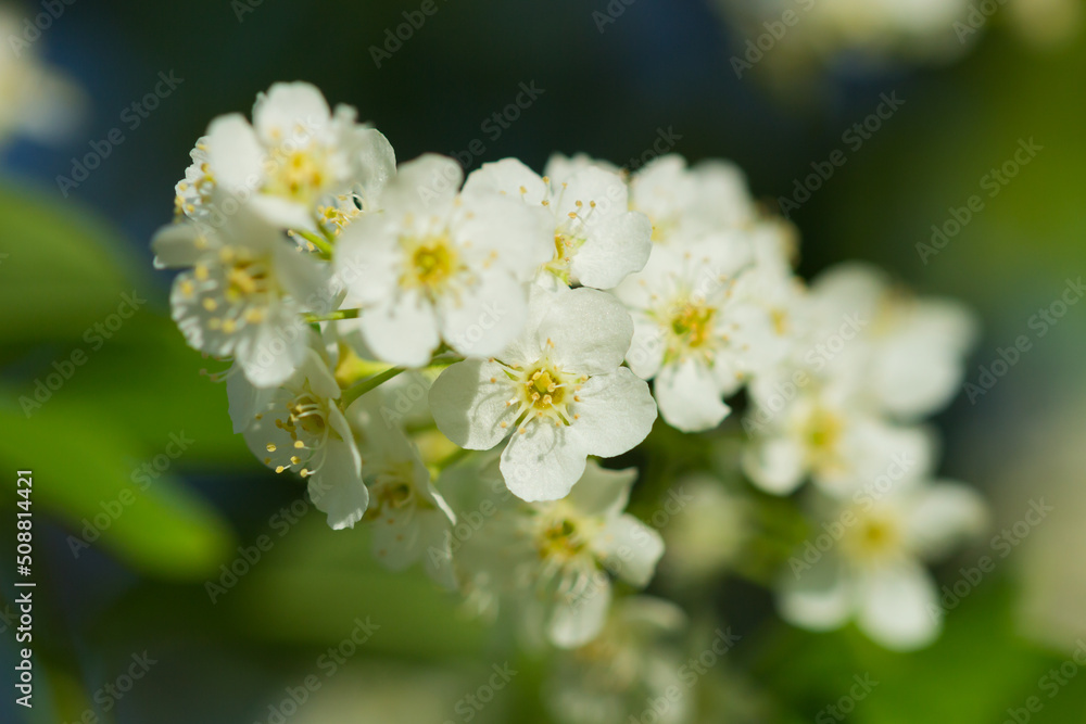 The hackberry (lat. Prunus padus), of the family Rosaceae. Central Russia.