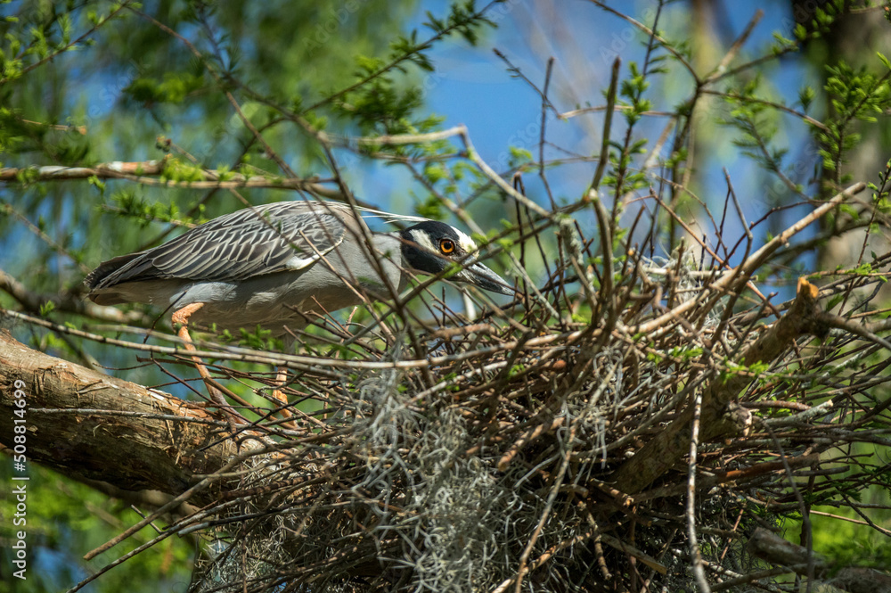 Naklejka premium Yellow Bearded Egret