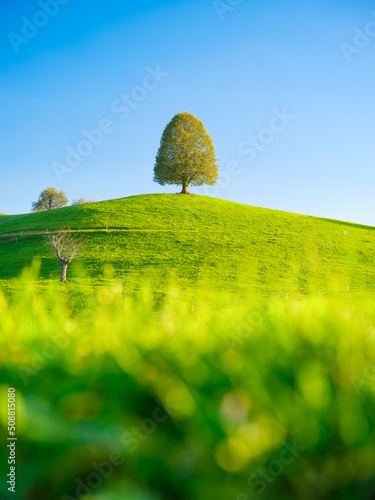 Field and meadow. Summer natural landscape. Tree on top of the hill. Landscap...